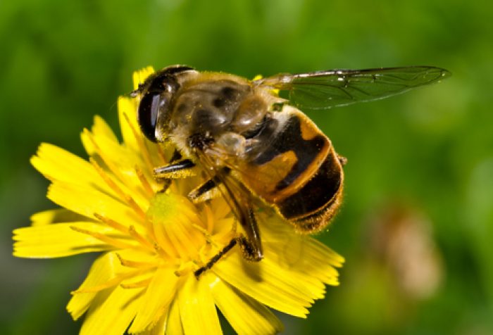 Пчела на жёлтом цветке