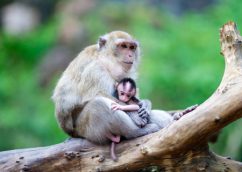 http://www.dreamstime.com/royalty-free-stock-photo-mother-monkey-her-baby-image25858555