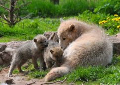 wolf-cubs