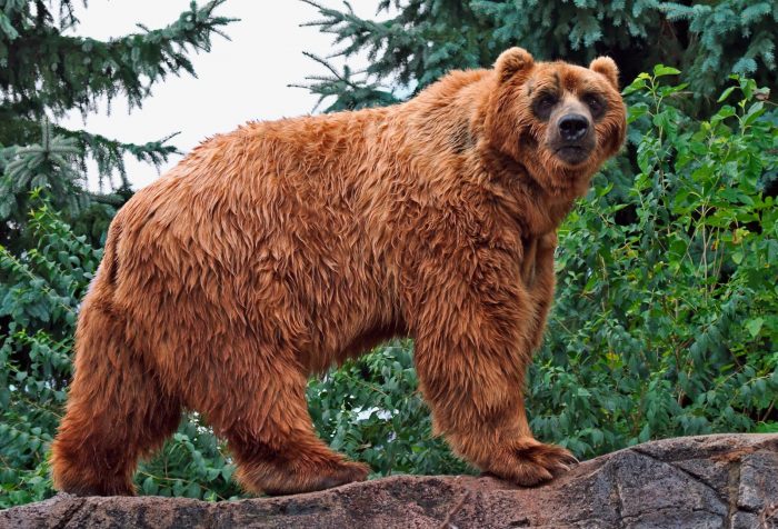 Медведь рыжего цвета на бревне