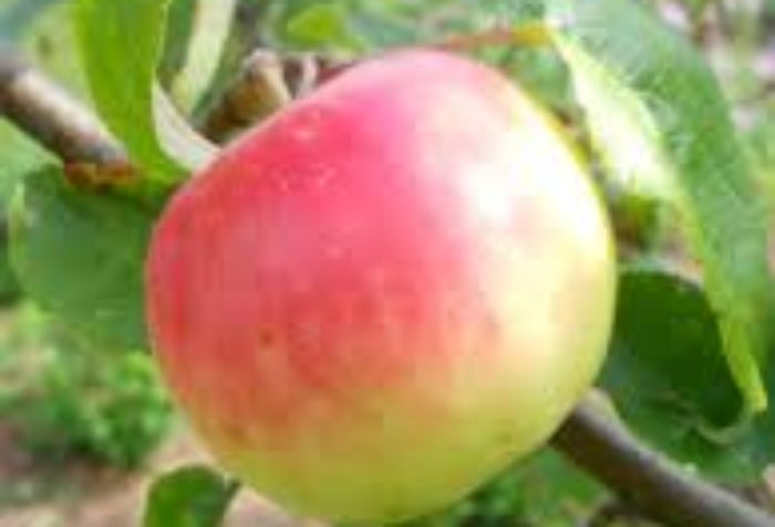 Спелое яблоко на ветке среди зелёной листвы